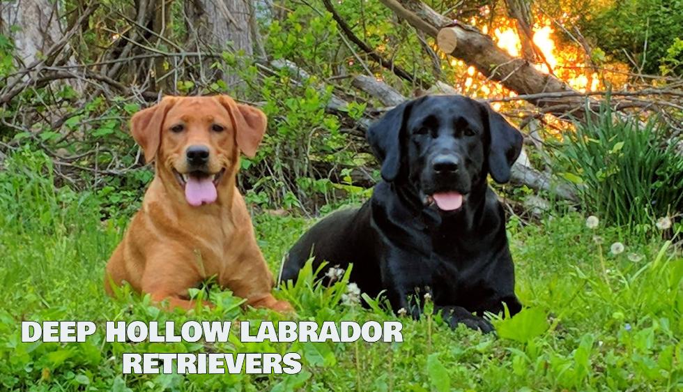 Labrador Retriever Breeder in Maryland  Puppies for sale Labrador Retriever 