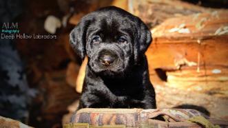 labrador retriever puppies for sale maryland