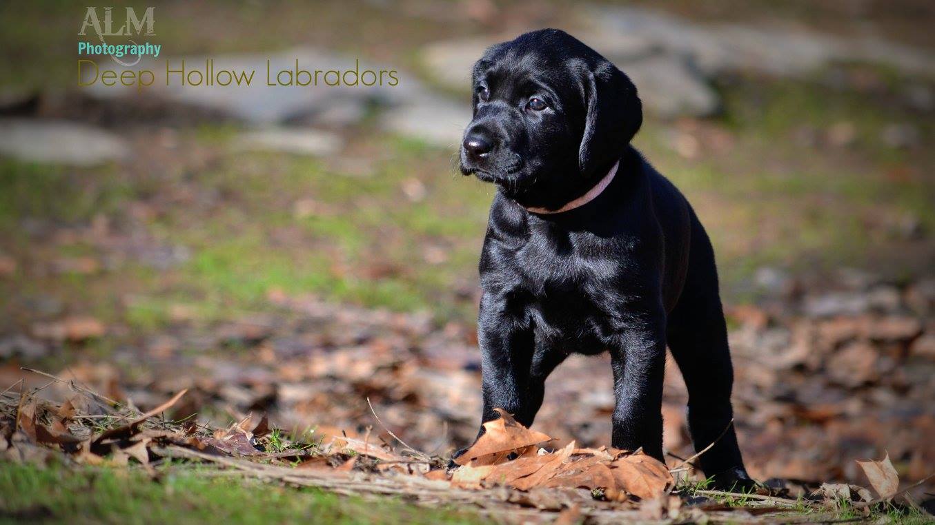 Labrador Retriever Puppies for Sale Maryland